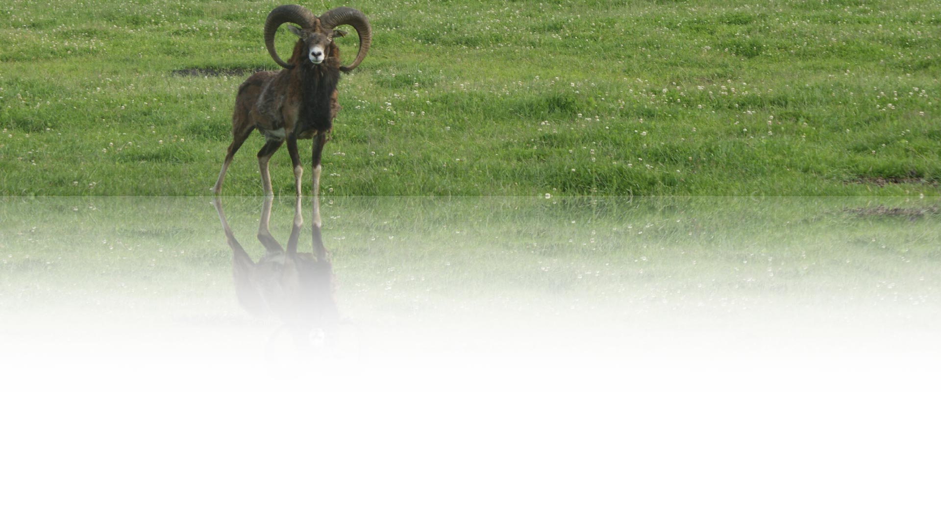 briežu audzētava dambriežu muflonu stalbriežu rančo