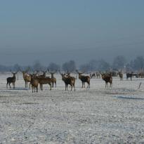 fallow deer farm mouflon Pławin Poland Leszek Glezer Poland