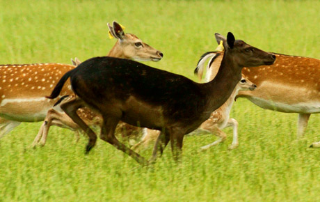 fallow deer farm mouflon Pławin Poland Leszek Glezer Poland